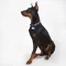 AI Dog Collar - black/grey